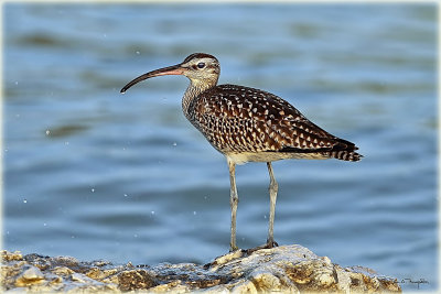 Whimbrel.jpg