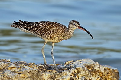 Whimbrel 1.jpg