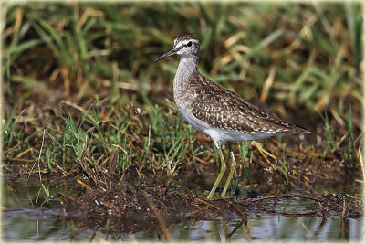 Wood Sandpiper 1.jpg