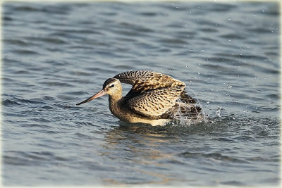 Bar-Tailed-Godwit-2-Web.jpg