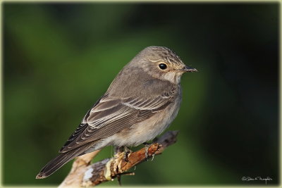 Spotted Flycatcher .jpg