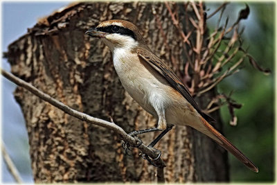 Isabelline-Shrike-web.jpg