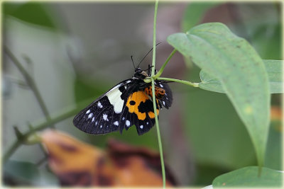Butterfly 4.jpg