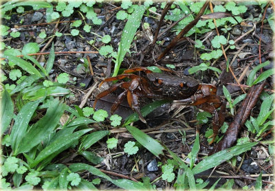 Forest Crab.jpg