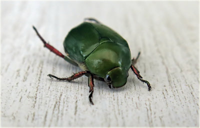 Green Bug.jpg