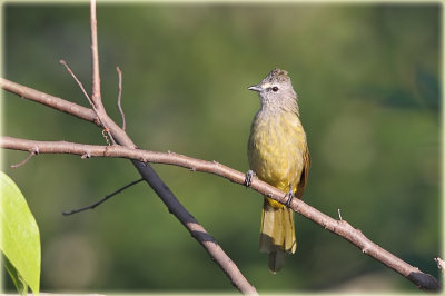 Flavescent Bulbul