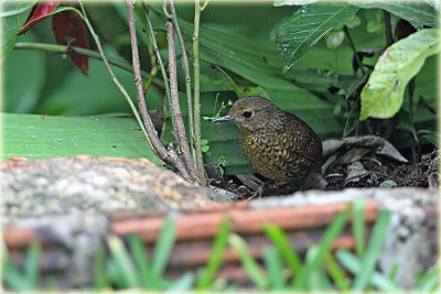 Pygmy Wren-Babbler 