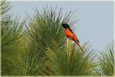 Scarlet Minivet
