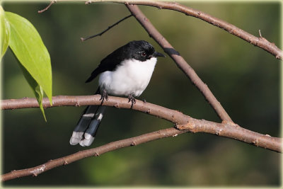 Black Headed Sibia