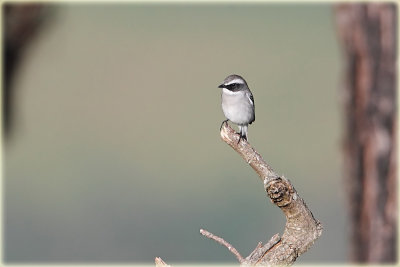 Grey Bushchat