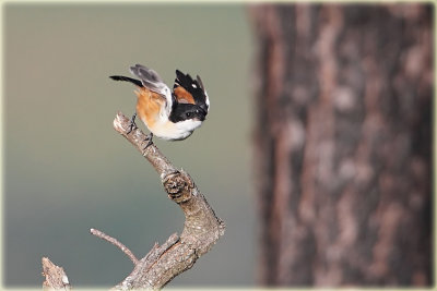 Long Tailed Shrike