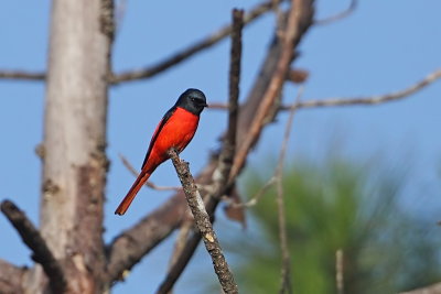 Scarlet Minivet