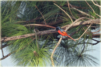 Scarlet Minivet
