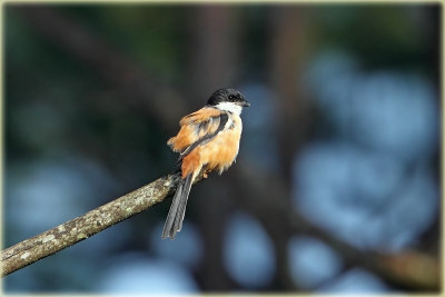 Long Tailed Shrike