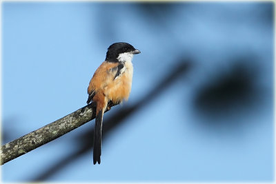 Long Tailed Shrike