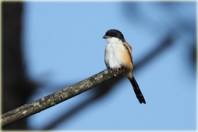 Long Tailed Shrike