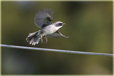 Grey Bushchat