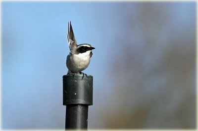 Grey Bushchat