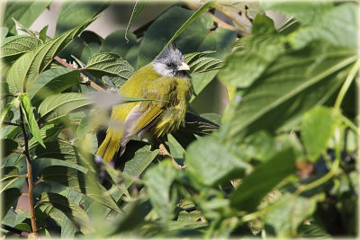 Crested Finchbill