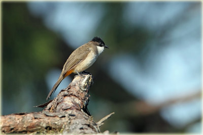 Brown Breasted Bulbul