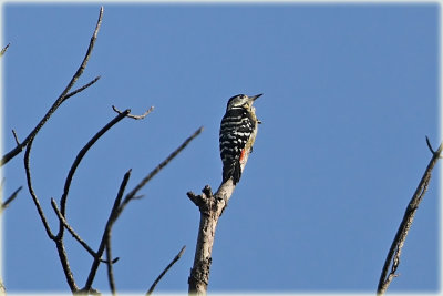 Stripe Breasted Woodpecker