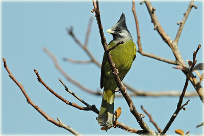 Crested Finchbill