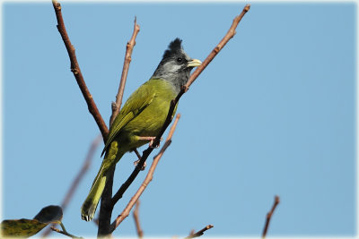 Crested Finchbill