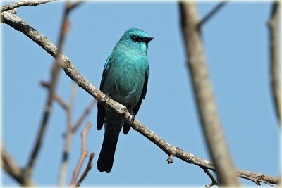 Verditter Flycatcher