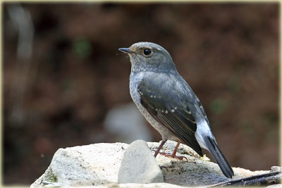 Plumbeous Water Redstart Female