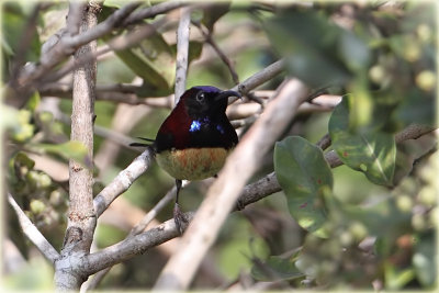 Black Throated Sunbird
