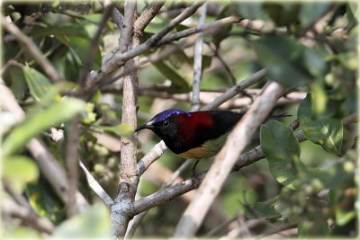 Black Throated Sunbird