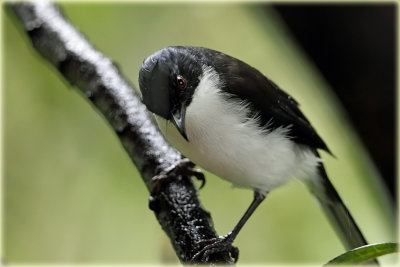 Black Headed Sibia