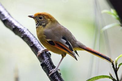 Chestnut Tailed Minla