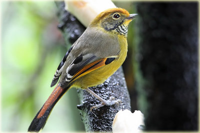 Chestnut Tailed Minla