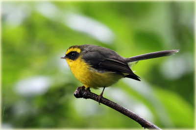 Yellow Billed Fantail