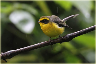 Yellow Billed Fantail