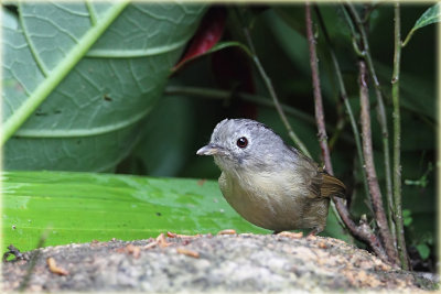 Grey Cheeked Fulvetta