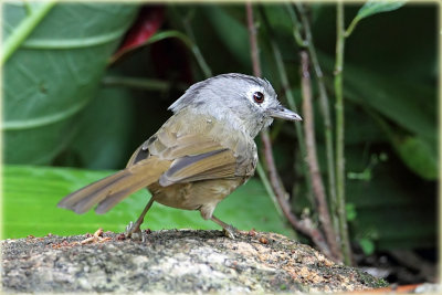 Grey Cheeked Fulvetta