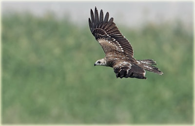 Black Kite 1.jpg