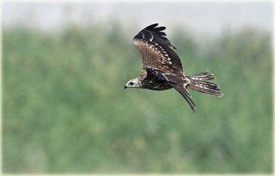 Black Kite 2.jpg