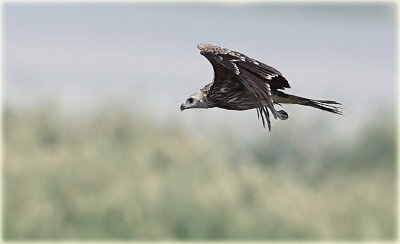 Black Kite 3.jpg