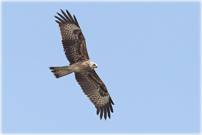 Black-eared kite .jpg