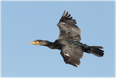 Great Cormorant 1.jpg