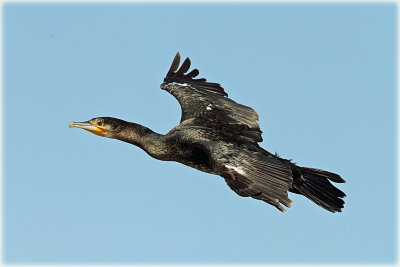 Great Cormorant 2.jpg