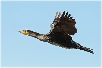 Great Cormorant 3.jpg