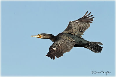 Great Cormorant 4.jpg