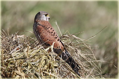 Common Kestrel male 2.jpg