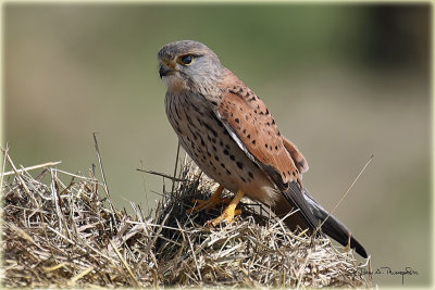 Common Kestrel male 1.jpg