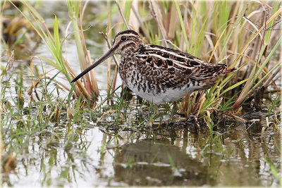 Common Snipe 3.jpg