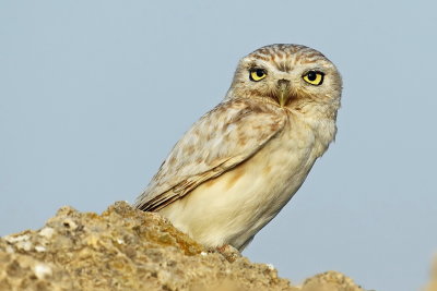 Little Owl 2_resize.jpg